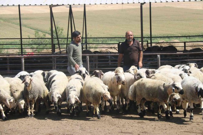 Diyarbakır’dan Kuveyt’e Küçükbaş Hayvan Eti İhracatı