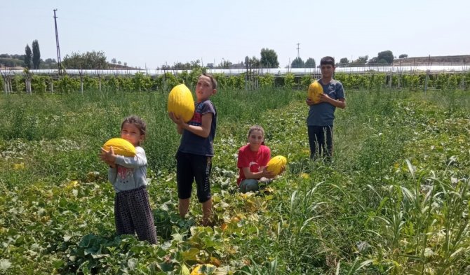Sarıgöl’de Kavun Karpuz Bereketi