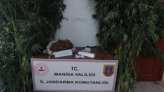 Manisa’da İki Ayrı Adrese Kenevir Operasyonu