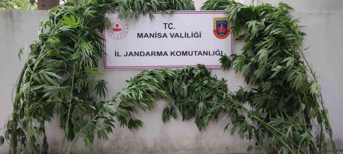 Manisa’da İki Ayrı Adrese Kenevir Operasyonu