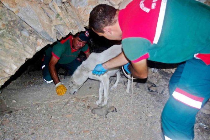 Anne Köpek Yavrularını Terk Etmedi
