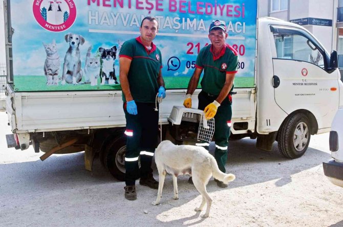 Anne Köpek Yavrularını Terk Etmedi
