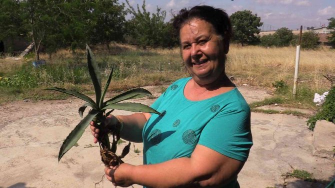 Agave Bitkisi 30 Yıl Sonra Çiçek Açtı
