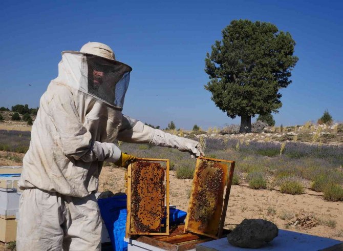 Silifke’de Lavanta Balı Üretimi Yapıldı