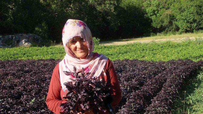 Mor Reyhanda Hasat Zamanı