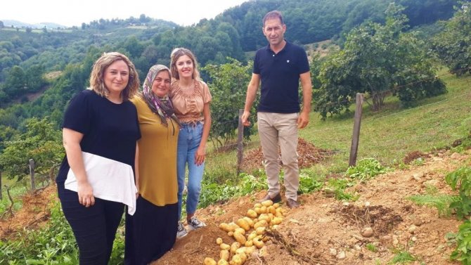 Samsun’da Patates Üretimi Artıyor