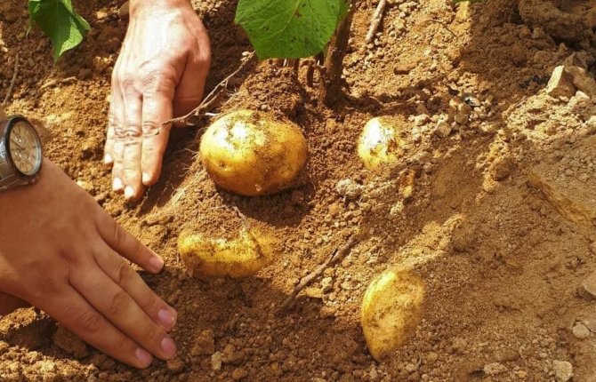 Samsun’da Patates Üretimi Artıyor