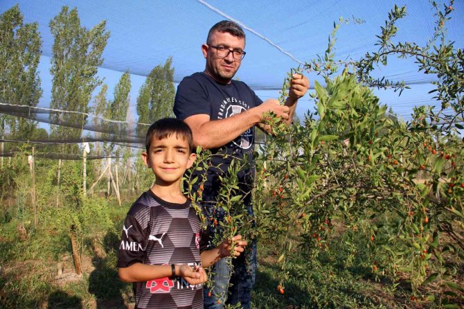 Sivas’ta İlk Kez Denedi, Umutları Büyüktü Ama Kuşları Hesap Edemedi