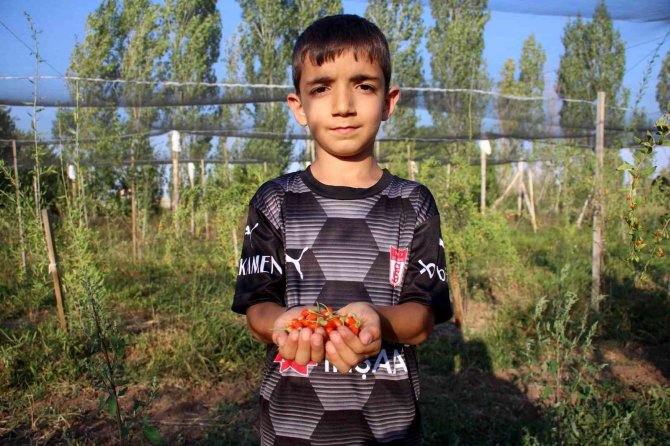 Sivas’ta İlk Kez Denedi, Umutları Büyüktü Ama Kuşları Hesap Edemedi