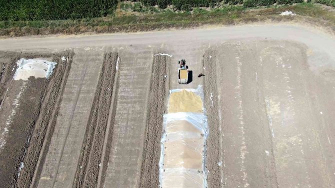 Ambarlara Sığmadı, Toprağa Gömdüler