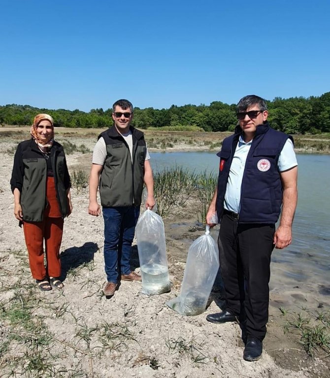 7 Bin Adet Yavru Sazan Göletlere Bırakıldı