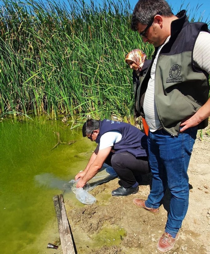 7 Bin Adet Yavru Sazan Göletlere Bırakıldı