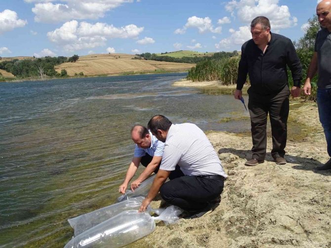 Tekirdağ’da Yüz Binlerce Yavru Sazan Göletlere Bırakıldı