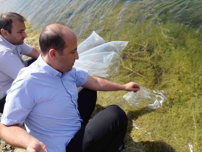 Tekirdağ’da Yüz Binlerce Yavru Sazan Göletlere Bırakıldı