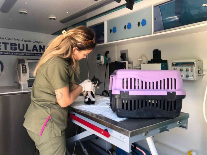 Balıkesir’de Sokak Hayvanları Vetbüs Ve Vetbülans’a Emanet