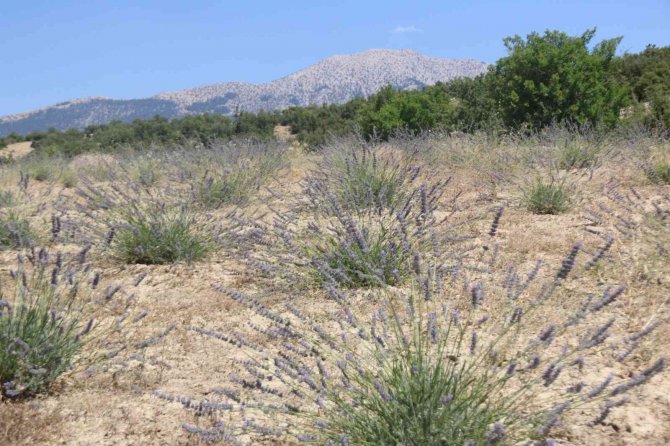 Antalya’da Çorak Topraklar Lavanta İle Mora Büründü