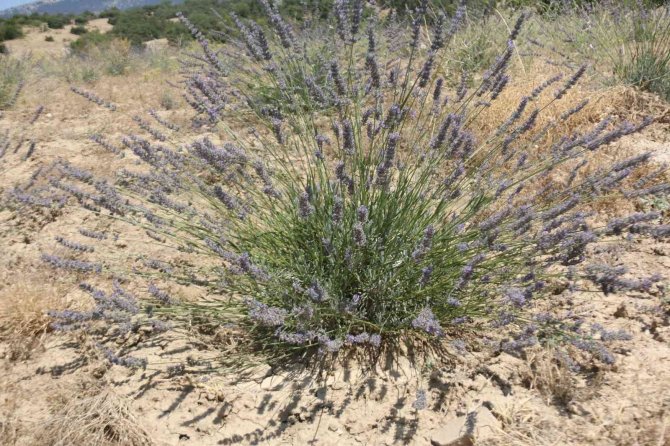 Antalya’da Çorak Topraklar Lavanta İle Mora Büründü
