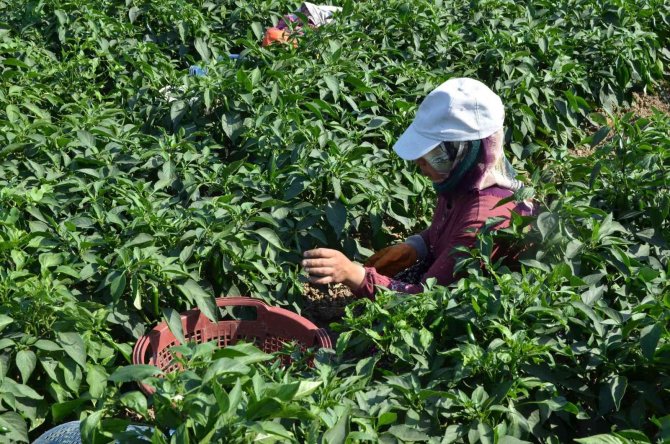 Biber Eken 13 Kat Fazla Kazanıyor