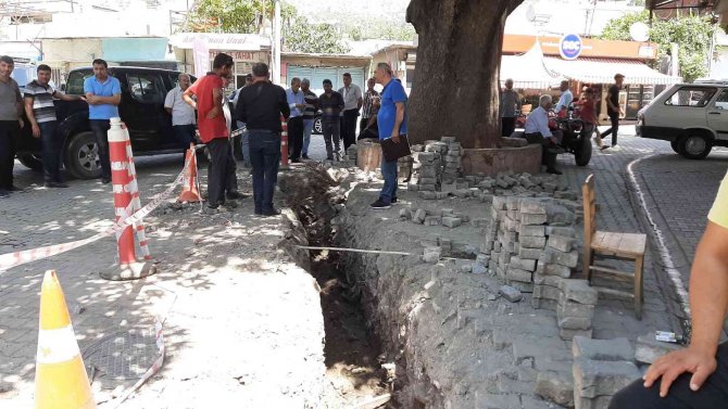 İ̇zinsiz Kazıda Asırlık Anıt Ağacın Köklerini İş Makinesiyle Parçaladılar