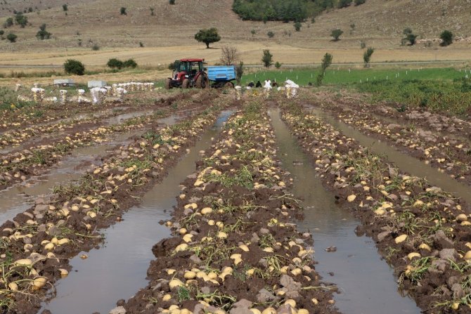 Sel Basan Tarlada Toplanmaya Bekleyen 35 Ton Patates Sular Altında Kaldı