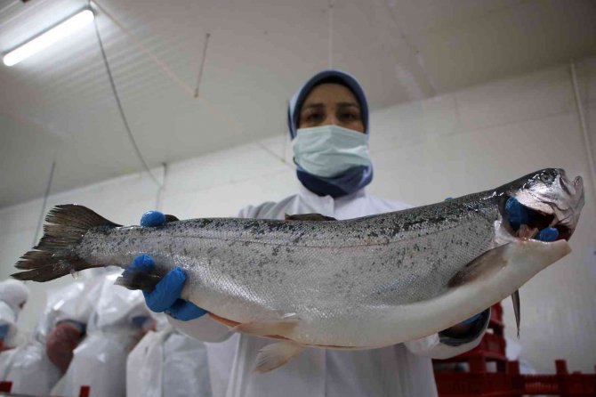 Denizi Olmayan Elazığ Balık İhracatından 29 Milyon Dolar Gelir Elde Etti, Hedef 50 Milyon Dolar