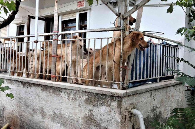 İ̇hbar Üzerine Adrese Gelen Hayvanseverleri Şok Eden Görüntü