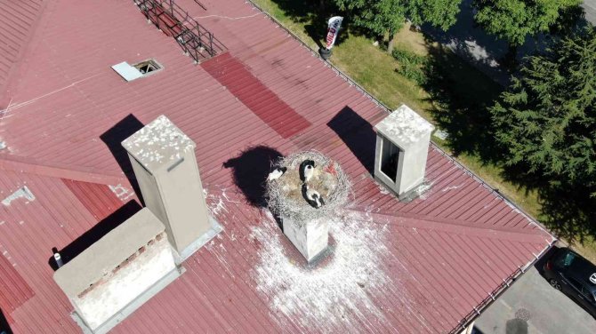 54 Yıllık Komşuluk, Leylekler Mahalle Sakini Oldu