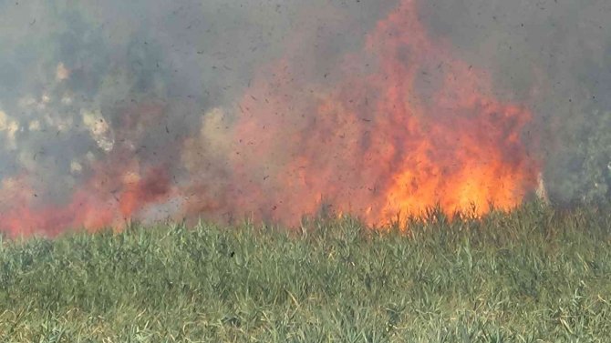 Sazlık Alanda Çıkan Yangın Kısmen Kontrol Altına Alındı