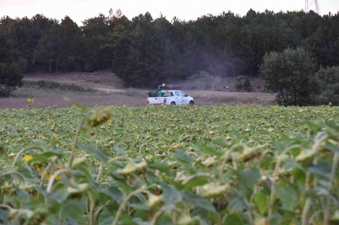 Bilecik Belediyesi’nin Çayır Tırtılı İle Mücadele Çalışmaları Devam Ediyor