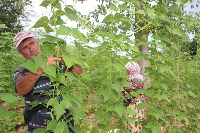 Ünlü ’Pazaryeri Boncuğu’ Fasulyesinin Hasadına Başlandı