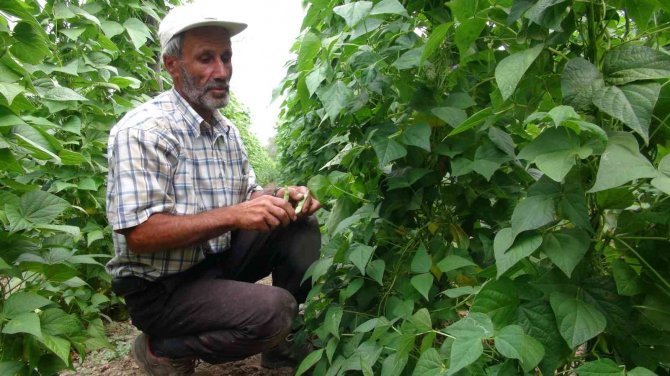 Ünlü ’Pazaryeri Boncuğu’ Fasulyesinin Hasadına Başlandı