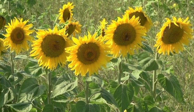 Özel Yetiştirilen Arılar Görev Başında
