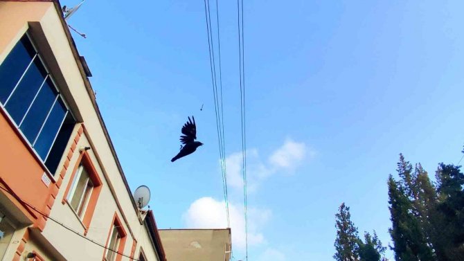 Bursa’da Elektrik Tellerine Asılı Kalan Karga Böyle Kurtarıldı