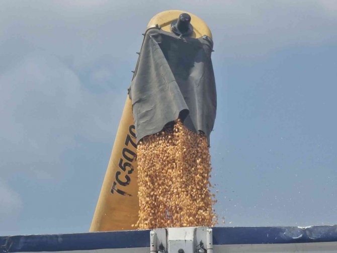 Çukurova’da Mısır Hasadı Başladı