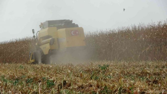 Çukurova’da Mısır Hasadı Başladı