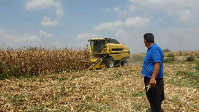 Çukurova’da Mısır Hasadı Başladı