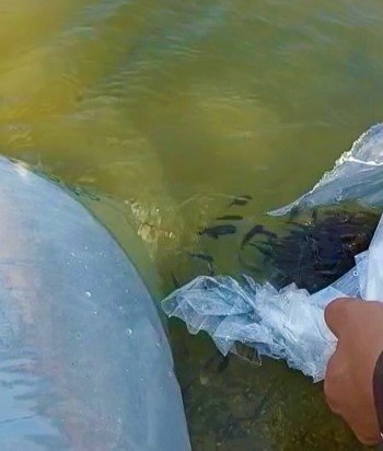 40 Bin Yavru Balık Suya Bırakıldı