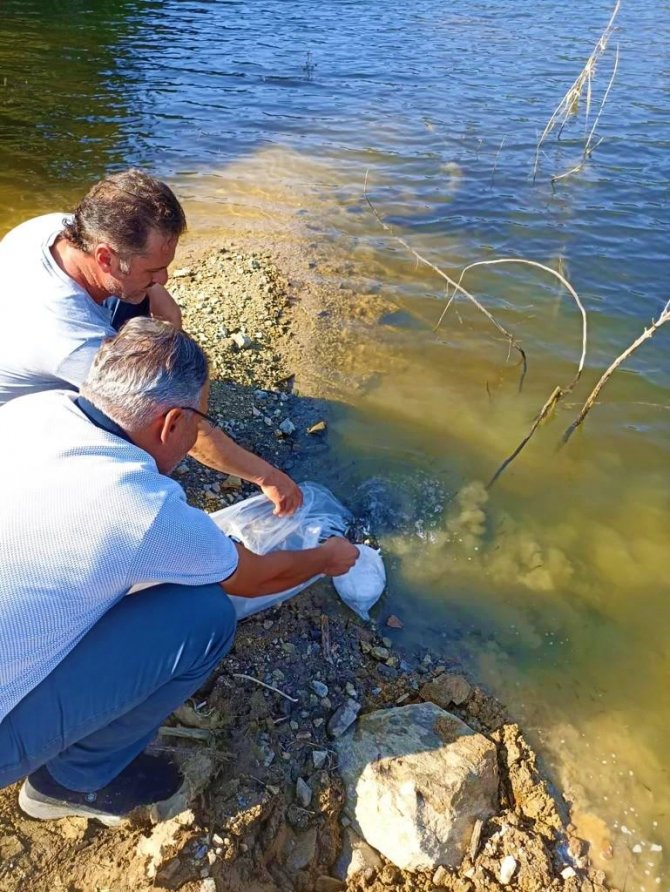 40 Bin Yavru Balık Suya Bırakıldı