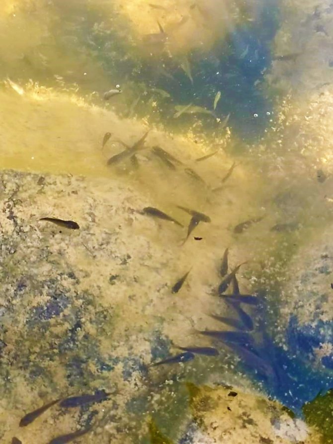 40 Bin Yavru Balık Suya Bırakıldı