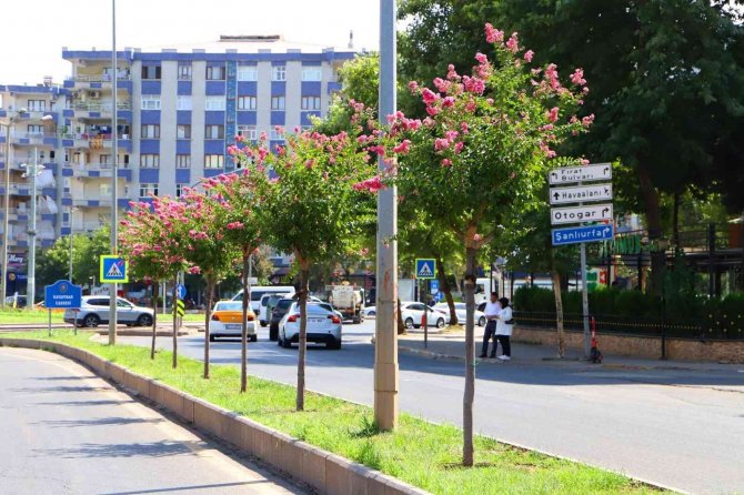 Diyarbakır’da Caddelere 2 Bin Oya Ağacı Dikildi