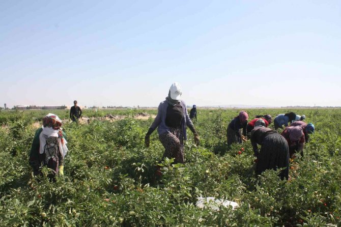 Diyarbakır Valisi Su, “2021 Yılı İçerisinde 127 Bin 414 Dekarda 376 Bin 746 Ton Sebze Üretimini Gerçekleştirdik”