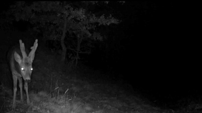 Yaban Hayatı Fotokapanlara Yansıdı