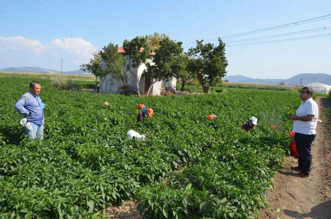 Biber Eken 13 Kat Fazla Kazanıyor