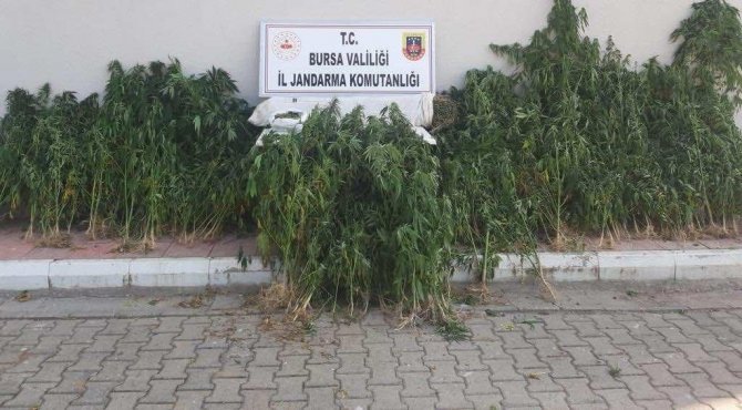 Jandarma Zehir Tacirlerine Göz Açtırmadı