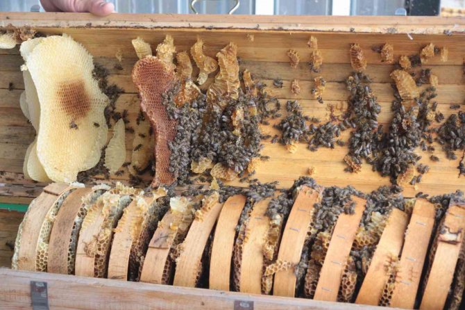 Balıkesir Kraliçe Arısı İle De Meşhur Olacak