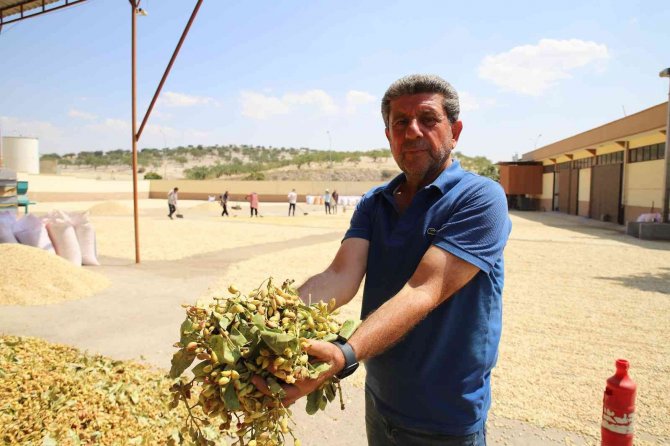 Antep Fıstığının Fiyatını Bu İlçe Belirliyor