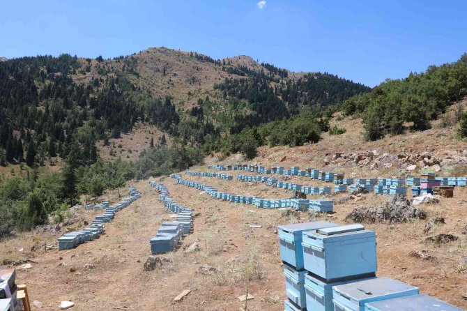 Arıcıların Bal Mesaisi Başladı