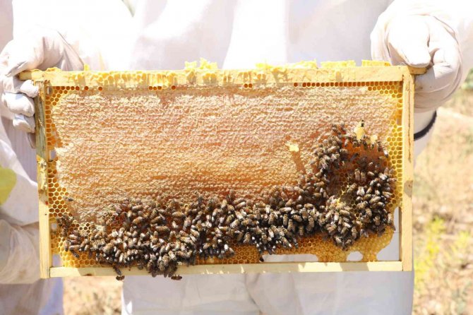 Arıcıların Bal Mesaisi Başladı