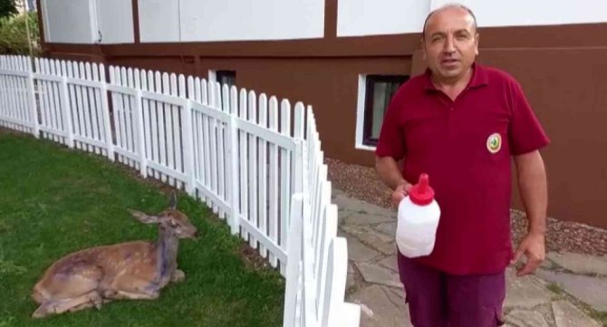 Bolu’da Aracın Çarptığı Yavru Alageyik Tedavi Edilerek Doğaya Salındı