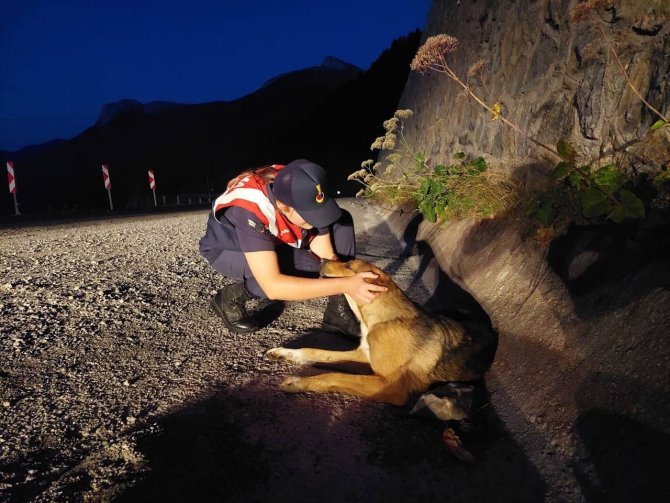Jandarma Ekipleri Yaralı Köpek İçin Seferber Oldu
